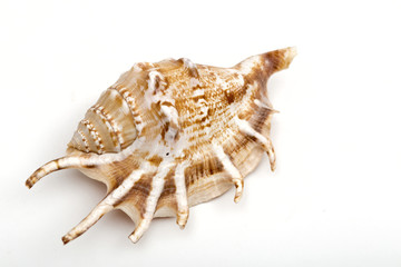 shell on the white background