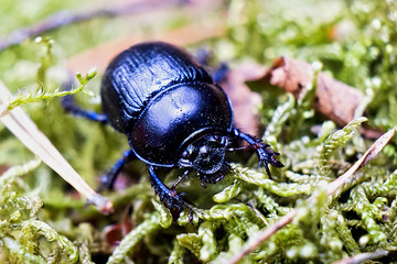 Macro of black beetle in the forest