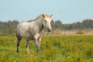 Obraz na płótnie Canvas Gray horse running trot on the green meadow