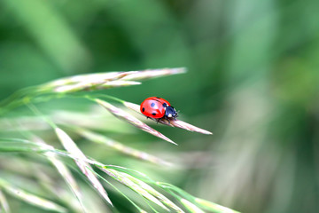 Red ladybug on a grass