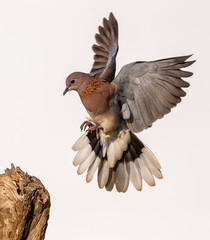 dove in flight