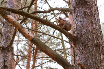 One small squirrel in the pine forest
