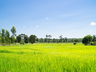 Rice Field