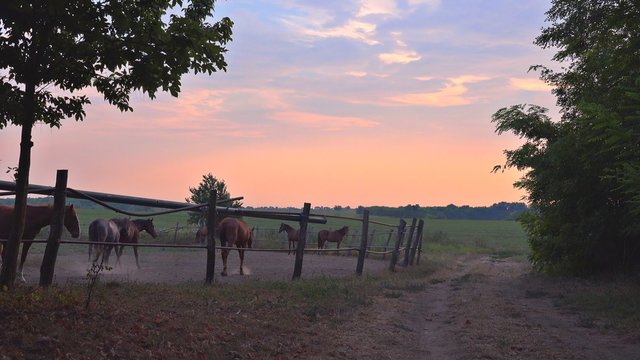 Herd of horses on animal farm ranch in paddock, beautiful sunset scenery, 2160p 4k uhd footage