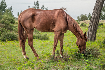 Fototapeta premium wild and free horse in nature