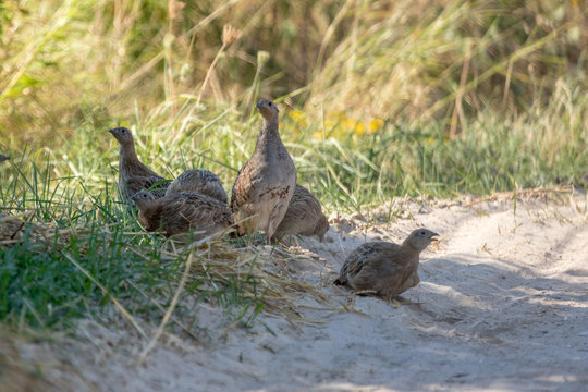 Family of partridges resting in shade