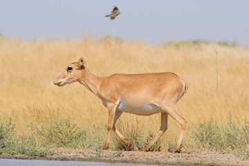 Naklejka na ściany i meble Wild female Saiga antelope in steppe and flying lark