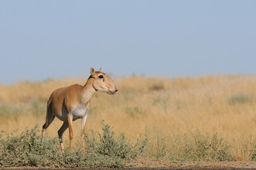Naklejka na ściany i meble Wild female Saiga antelope near watering in steppe