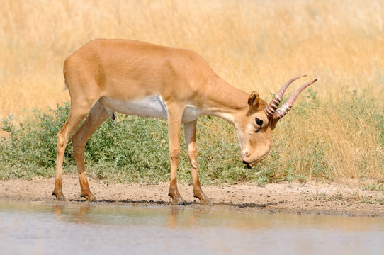 Wild male Saiga antelope near watering in steppe