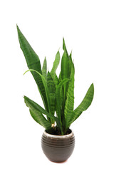 Sansevieria plant isolated