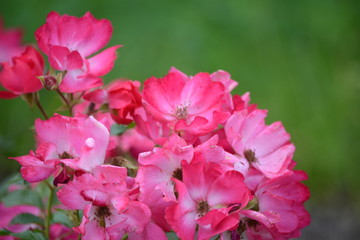 Fototapeta na wymiar Petunia flowers