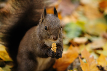 Photography of squirrel eating a nut in the forest