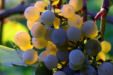 Homegrown bunch of white grapes with green leaves