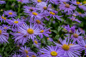 Bluish purple flowers.