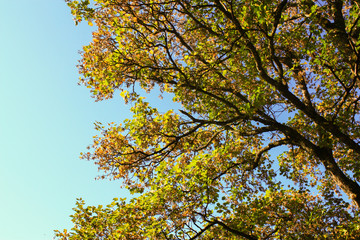 Baum, warme Blätter