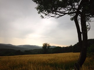 Wiener Wald bei wolkigem Himmel