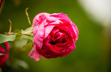 A beautiful pink rose against a green background