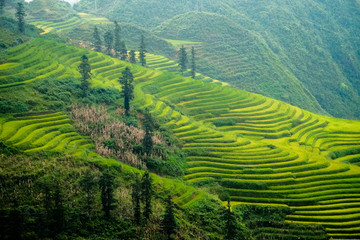 Fototapeta na wymiar Rice fields on terraced havesting in Sapa, Lao cai, Vietnam.