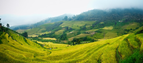 Rice fields on terraced  in Sapa, Lao cai, Vietnam. 