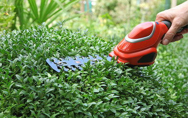 Taille d'une haie de buxus