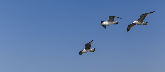 Cormorant flying over the Sea of Marmara