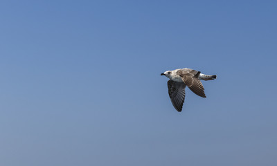 Cormorant flying over the Sea of Marmara