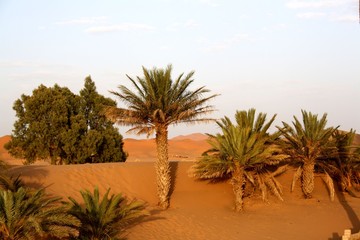 Fototapeta na wymiar Maroc, Sahara, les palmiers 4
