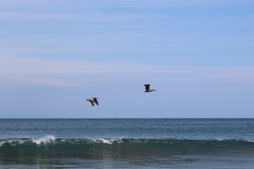Fototapeta na wymiar Pelikane fliegen übers Meer