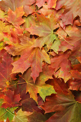 Naklejka na ściany i meble Background of autumn leafs