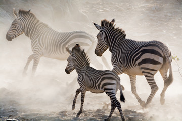 Fototapeta na wymiar Zebra Familie im Laufschritt