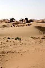 Fototapeta na wymiar Maroc, Sahara, les dunes