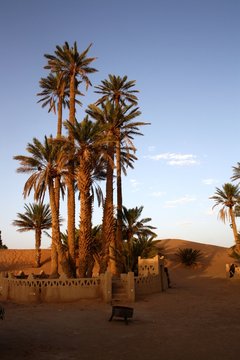 Maroc, Sahara, palmiers
