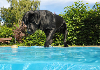 Labrador am Wasser