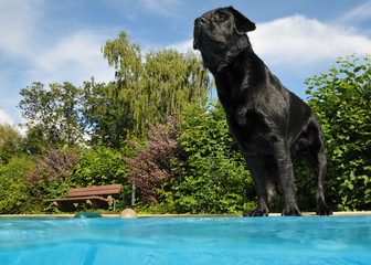 Labrador am Wasser