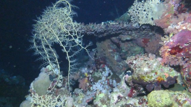 Gorgonenhaupt -Astroboa nuda