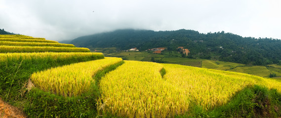 Rice fields on terraced  in Sapa, Lao cai, Vietnam. 