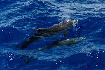 Dolphins in the ocean