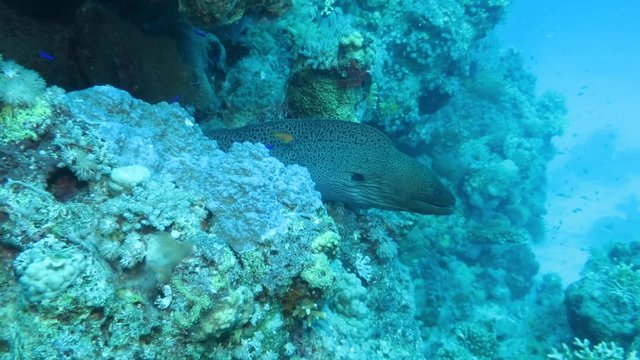 Riesenmur&auml;ne - Gymnothorax javanicus