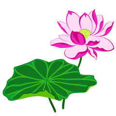 Pink Lotus Flower