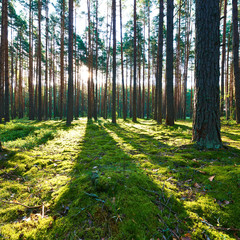 Fototapeta premium Sunrise in pine forest