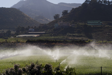 watering fields
