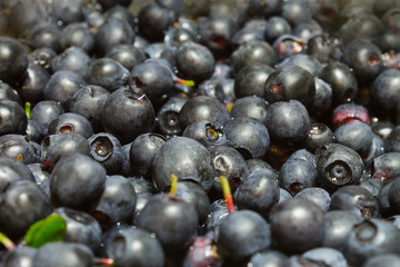 background sprinkled ripe blueberries close up