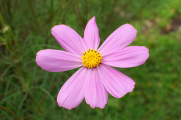 Sulfur Cosmos , cosmos