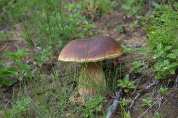 Big cep mushroom growing in the forest.