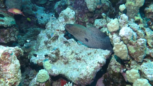 Riesenmur&auml;ne - Gymnothorax javanicus