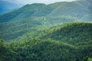 tree on moutain background