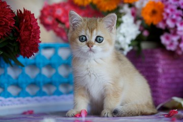 The kitten is sitting on the background color of baskets with flowers