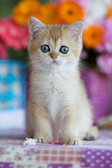 	

 Little Golden shaded British kitten
