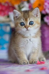 Fototapeta na wymiarLittle cute kitten