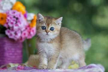 Kitten stands on the table next to the basket of flowers